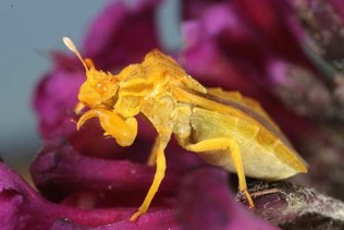 A long yellow bug.