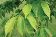Light green leaves.