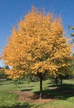 A tree with yellow leaves.