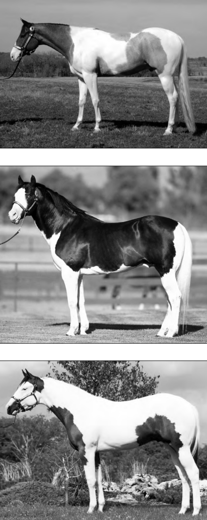 Tobiano, Overo, and Tovero Horses.