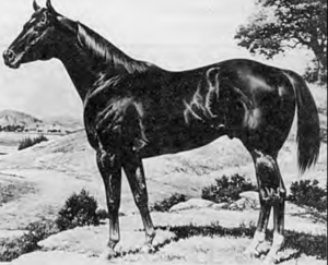 American Quarter Horse.