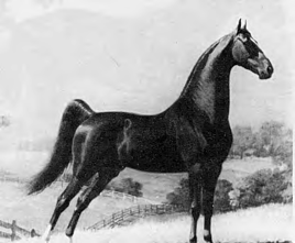 American Saddlebred Horse.