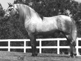 Andalusian horse.