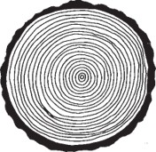 Circular cross-section of a tree trunk showing numerous concentric annual growth rings.