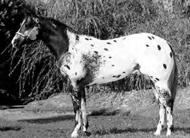 Appaloosa horse.
