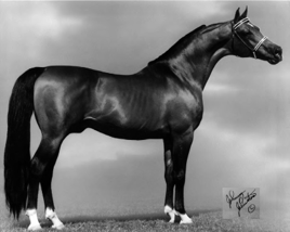 Arabian Horse.