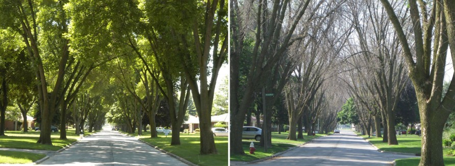 Two pictures of an ash-lined street in Toledo, Ohio, before and after emerald ash borer infestation. On the left, the before image, with leafy trees. On the right, the after image, with bare trees.