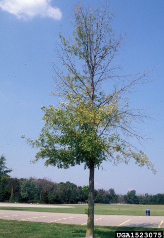 Ash tree showing extensive dieback beginning at the top of the crown.