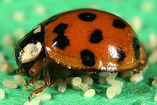 A round bug with a black head with white spots and a red body with black spots.