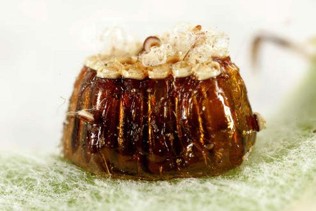 A small brown cake-like block with small white insect eggs on top.