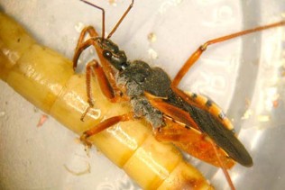 A long, pointy, and black bug with brown limbs.