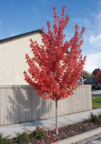 A tree with red leaves.
