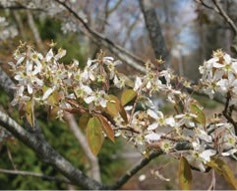 Small white flowers on a branch.