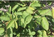 Green leaves.