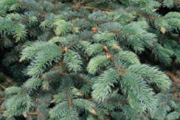 Pine branches with green needles.