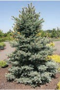 A short green evergreen tree.