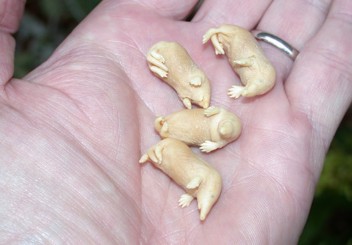 Four very small pale yellow baby moles in a person's palm.