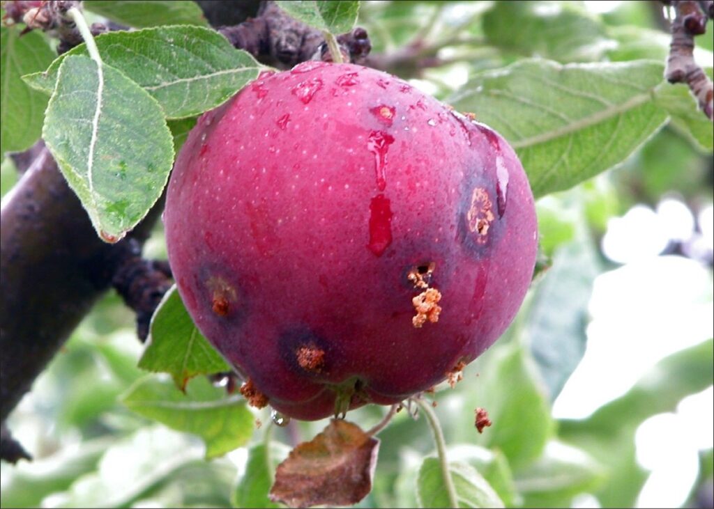 A red apple with dark spots and orange infestations coming out of small insect holes.