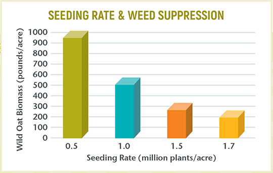 Bar chart showing wild oat biomass in spring barley at different seeding rates. "Wild Oat Biomass" in pounds per acre comprises the y-axis, and "Seeding Rate" in million plants per acre is along the x-axis. Graph reads "Seeding Rate and Weed Suppression" along the top. Seeding rates are 0.5, 1.0, 1.5, and 1.7, with 0.5 indicating the largest amount and 1.7 indicating the least amount.