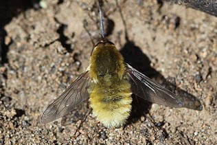 A fuzzy yellow fly with black wings.