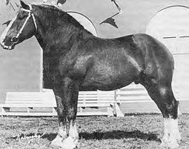 Belgian horse.