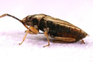 A stocky brown bug with big brown eyes.