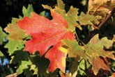 Maple leaves that are turning red.