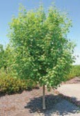 A tree with green leaves.
