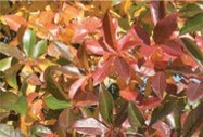 Green and red leaves.