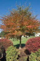 A tree with reddening leaves.
