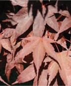 Red maple leaves.