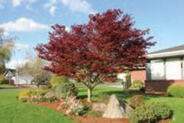 A tree with dark red leaves.