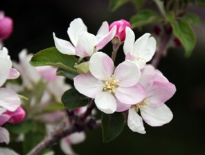 Small white and pink blossoms on a tree branch.