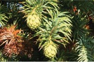 Green pine cones on the tree, and a brown pine cone next to them.