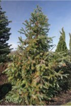 A small green evergreen tree.