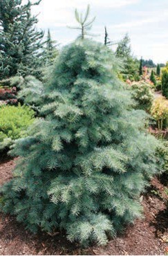 A small evergreen tree with blue-green needles.