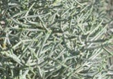 Pine branches with green needles.