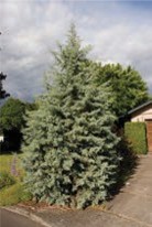 A small evergreen tree with green needles.