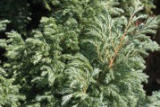 Pine branches with green feathery spray leaves.