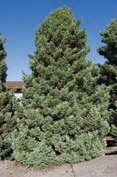 A small evergreen tree with green leaves.