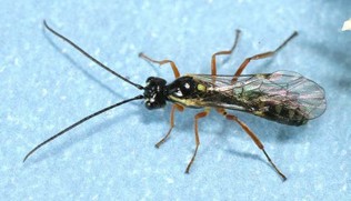 A small black bug with clear wings.