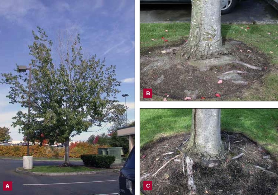 Three photographs showing a declining red maple. On the left, Image A shows a tree with sparse foliage and dead branches in the canopy. On the top right, Image B shows the base of the trunk with roots exposed on either side. On the bottom right, Image C shows a close-up of thick girdling roots wrapped around the trunk.