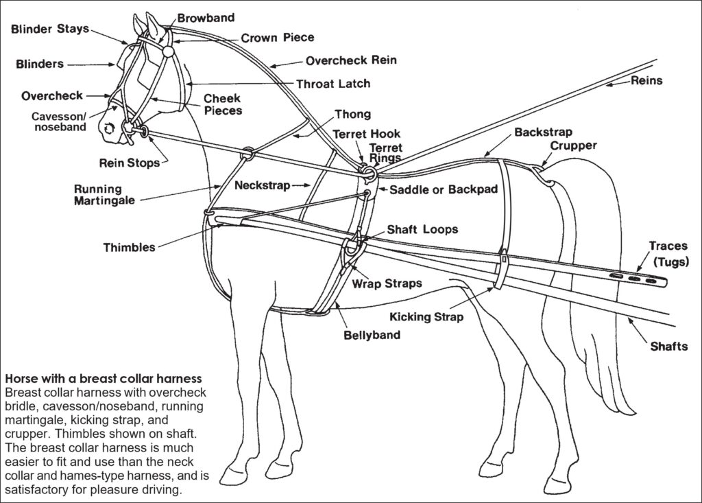Breast collar harness with overcheck bridle, cavesson/noseband, running martingale, kicking strap, and crupper. Thimbles shown on shaft. The breast collar harness is much easier to fit and use than the neck collar and hames-type harness, and is satisfactory for pleasure driving. Labeled harness on a horse showing many parts, but mainly the overcheck bridle, cavesson/noseband, running martingale, breast collar, kicking strap, crupper, and shaft thimbles.