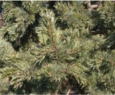 Pine branches with green needles.