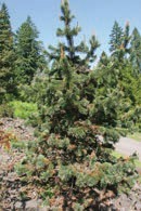 A small evergreen tree with green needles.