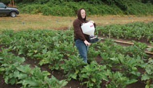 Leafy green crops in rows. A person walks through the rows carrying a broadcast seeder.