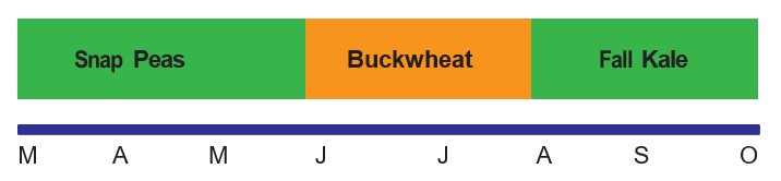 A diagram showing that snap peas can be grown March-May, buckwheat can be grown through June and July, and fall kale can be grown August-October.
