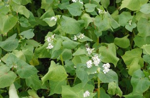 A green leafy buckwheat plant with small white flowers.