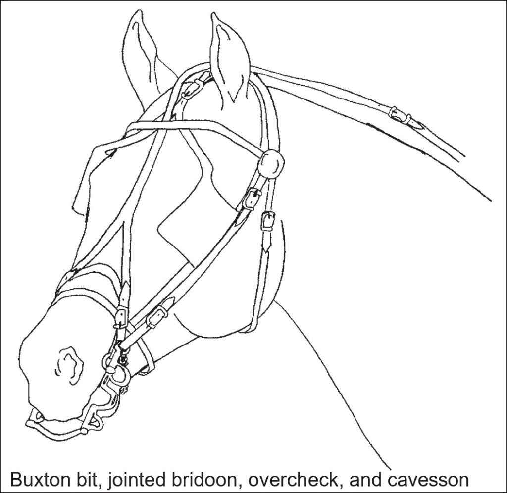 Horse head showing a Buxton bit, jointed bridoon, overcheck, and cavesson.
