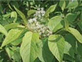 Green leaves with small white flowers.